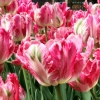 Doświadczona porada: jak sadzić tulipany jesienią w ziemi